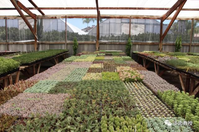 国外的多肉竟然是这个样子的,北京多肉大棚哪个大些好看