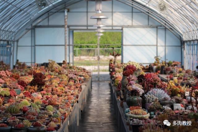 国外的多肉竟然是这个样子的,北京多肉大棚哪个大些好看