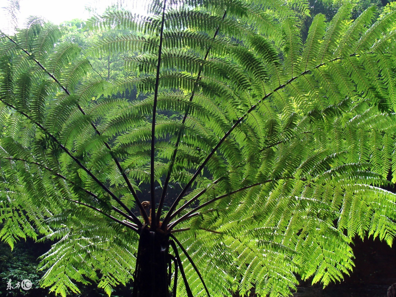 宽容分两种伪宽容和真宽容,宽容是谅解忍耐是蛰伏