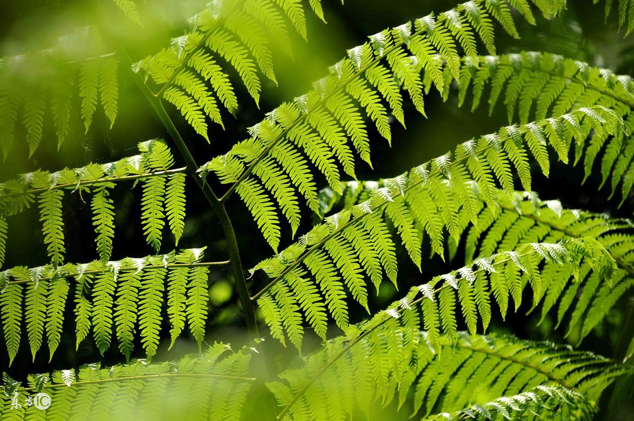 宽容分两种伪宽容和真宽容,宽容是谅解忍耐是蛰伏