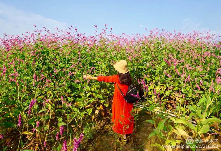 一花一叶总关情,一辆单车游古城,美哉正定!