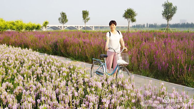 一花一叶总关情,一辆单车游古城,美哉正定!