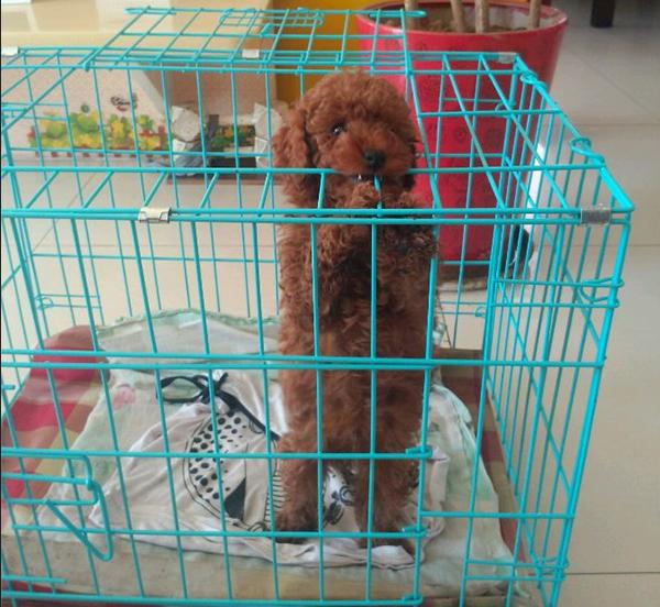 不听话怎么训狗狗它才听话,狗狗不听话就要好好打一顿