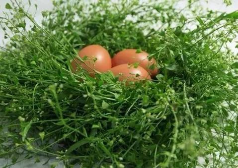 野菜对身体有什么好处,10种野菜的惊人功效