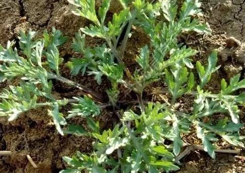 野菜对身体有什么好处,10种野菜的惊人功效