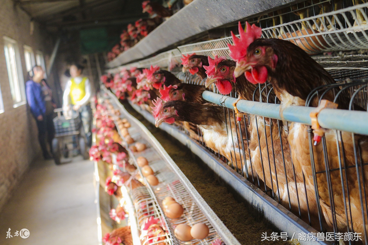 养鸡怎么做到持续产蛋和出栏,养鸡场如何提高产蛋率的方法