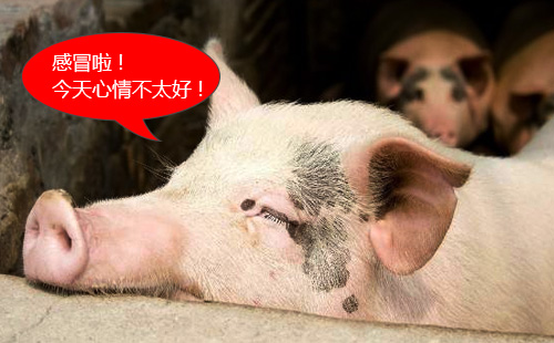 治猪病小妙招大全,巧用水治疗猪病