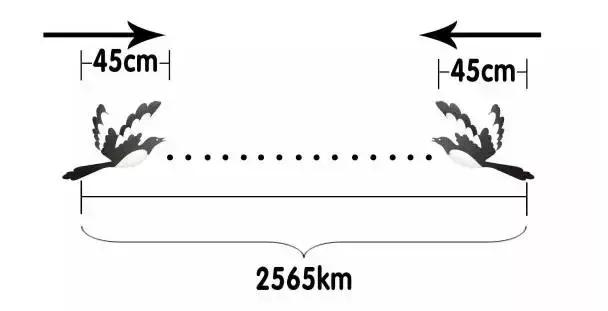大家七夕都在说的鹊桥有多长,七夕快乐真的快乐吗