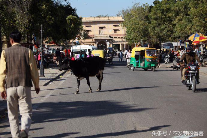 印度路上的牛是哪来的,印度牛满大街