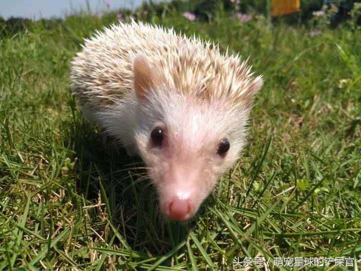 洗澡前的刺猬生无可恋，洗完后成为草地一只花，温柔卖萌
