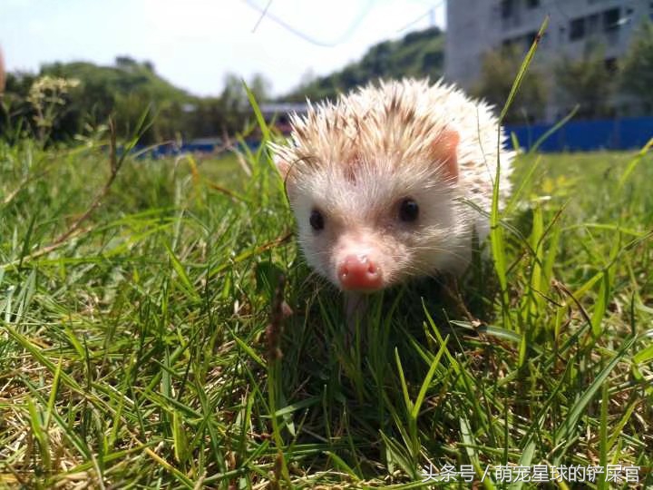 洗澡前的刺猬生无可恋，洗完后成为草地一只花，温柔卖萌