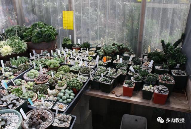 国外的多肉竟然是这个样子的,北京多肉大棚哪个大些好看