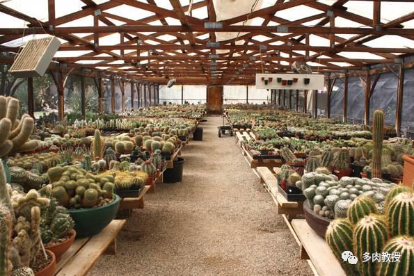 国外的多肉竟然是这个样子的,北京多肉大棚哪个大些好看