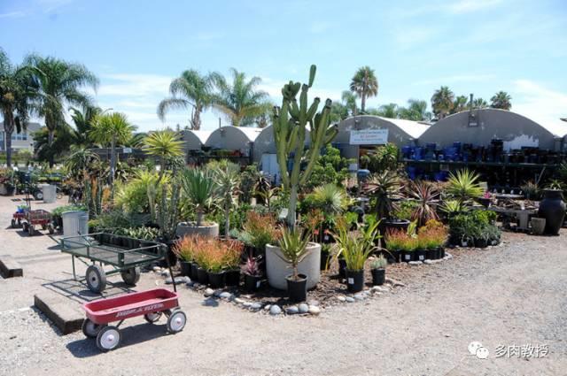 国外的多肉竟然是这个样子的,北京多肉大棚哪个大些好看