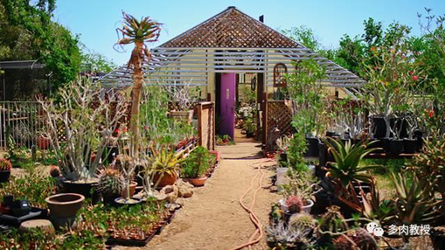 国外的多肉竟然是这个样子的,北京多肉大棚哪个大些好看