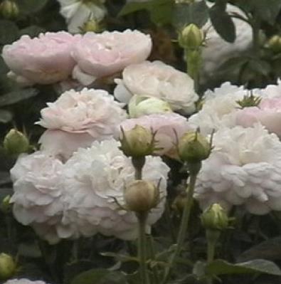 玫瑰花29支的花语,送花给女生玫瑰花语