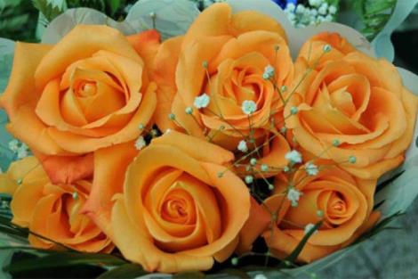 玫瑰花29支的花语,送花给女生玫瑰花语