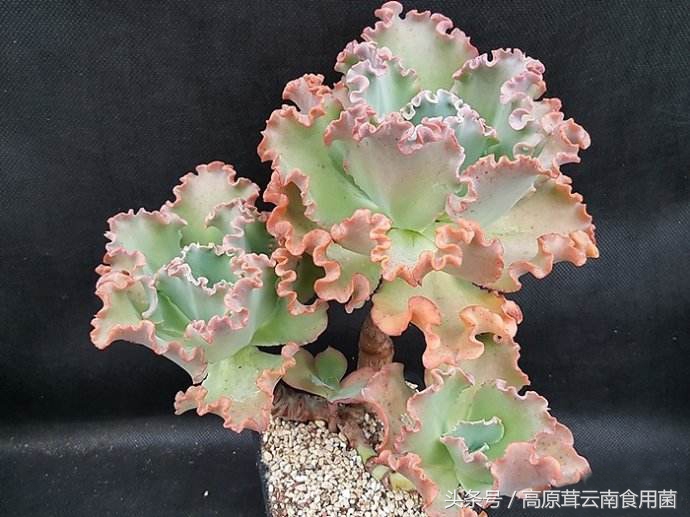 景天科拟石莲花属多肉植物好养吗,景天科石莲属多肉图鉴