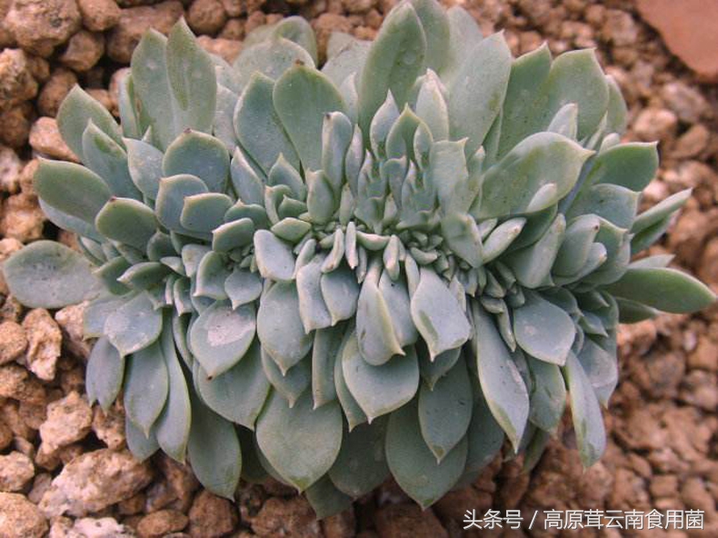 景天科拟石莲花属多肉植物好养吗,景天科石莲属多肉图鉴