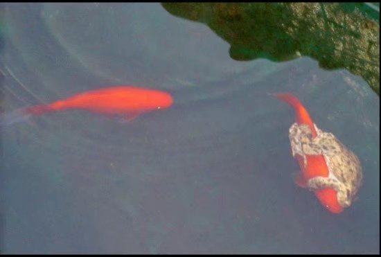 撕膜的正确方法你学会了么,有哪些有效的撕膜方法