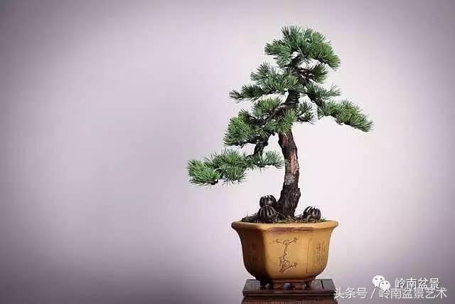 五针松和大阪松哪个好盆栽 (大阪松比五针松哪种更名贵)