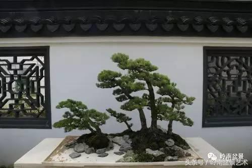 五针松和大阪松哪个好盆栽 (大阪松比五针松哪种更名贵)