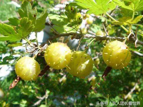 第三代水果与二代区别,第三代水果