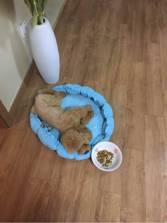 泰迪从高处摔下腿拐了,小泰迪从高处摔下来