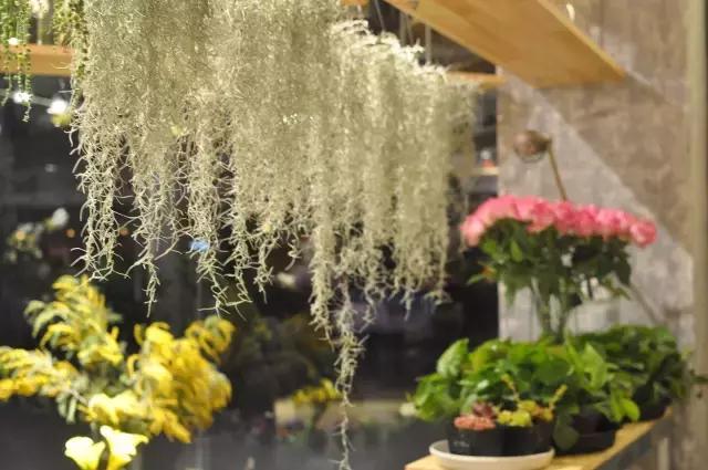 七夕节叫你送花你就去拿吧,微信公众号送花怎么弄