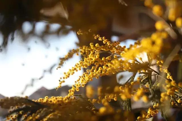 七夕节叫你送花你就去拿吧,微信公众号送花怎么弄