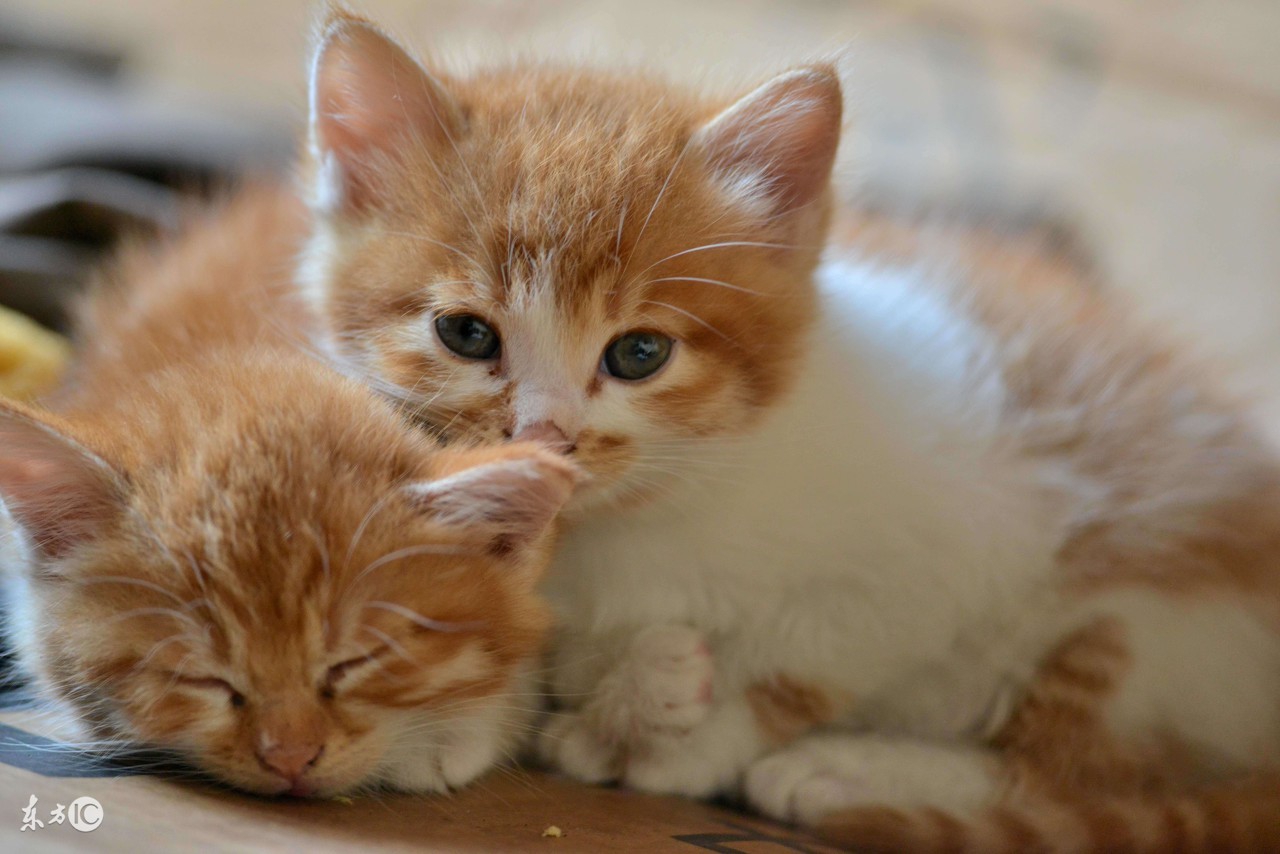 执业兽医考试分析（十三）兽医产科学2