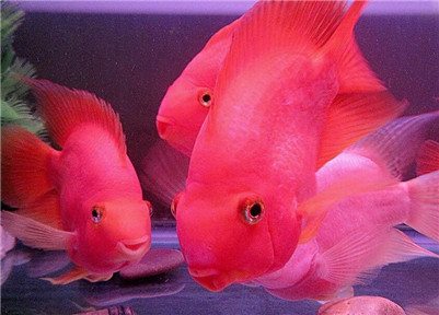 鹦鹉鱼长黑斑怎么办？鹦鹉鱼黑斑病的治疗方法及原因介绍！