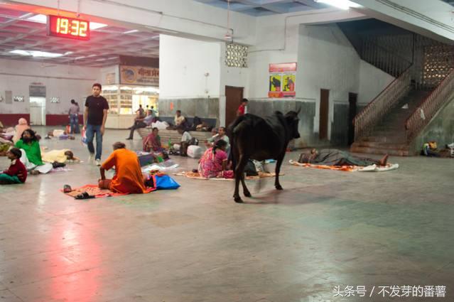 印度路上的牛是哪来的,印度牛满大街