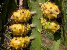 火龙果是天然色素还是花青素,富含花青素水果红心火龙果