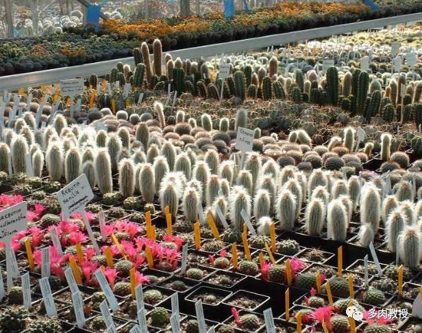 国外的多肉竟然是这个样子的,北京多肉大棚哪个大些好看