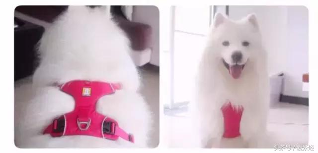 Todayis七夕，这盆狗粮爱妖经替你验过，放心吃吧