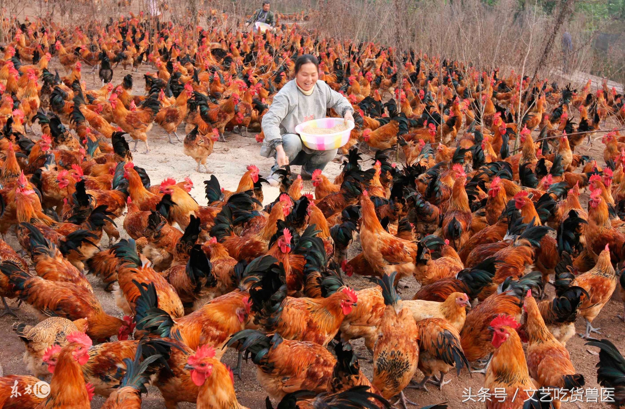 鸡有球虫用什么西药,治鸡球虫的中药有哪些