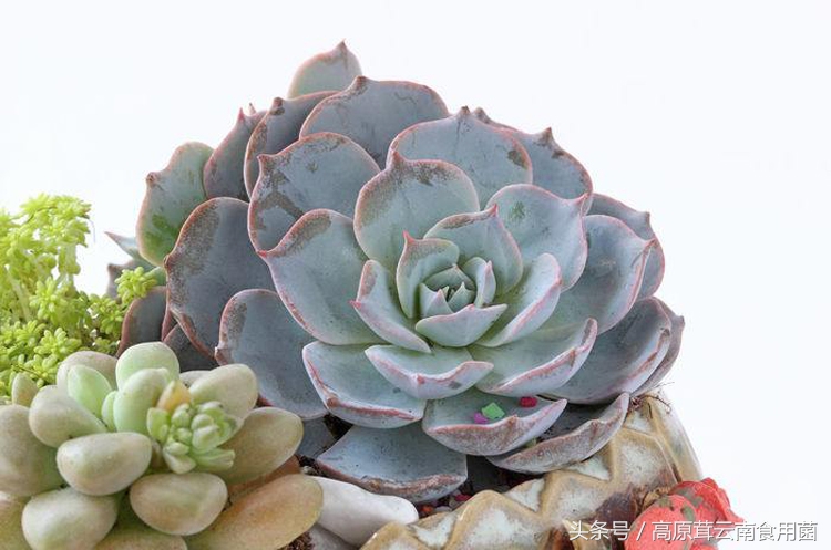 景天科拟石莲花属多肉植物好养吗,景天科石莲属多肉图鉴