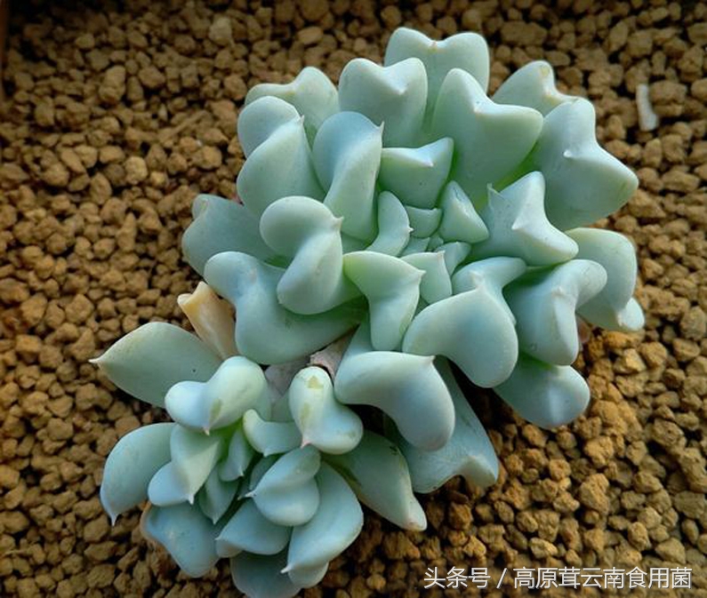 景天科拟石莲花属多肉植物好养吗,景天科石莲属多肉图鉴