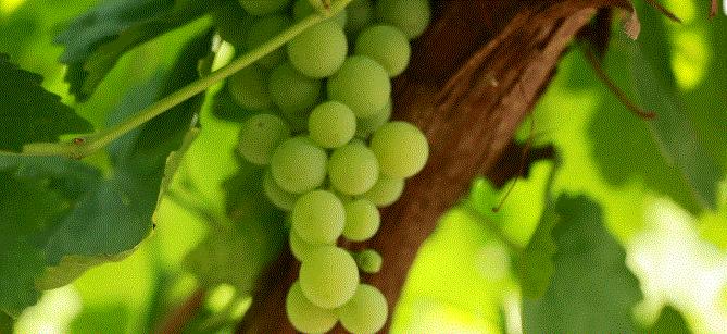 青铜峡大青葡萄采摘节,青铜峡大青葡萄