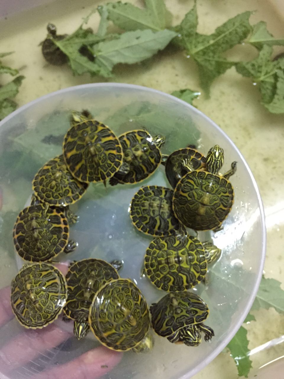 怎样的火焰龟才算精品火焰龟,火焰龟长大了真的能喷火吗