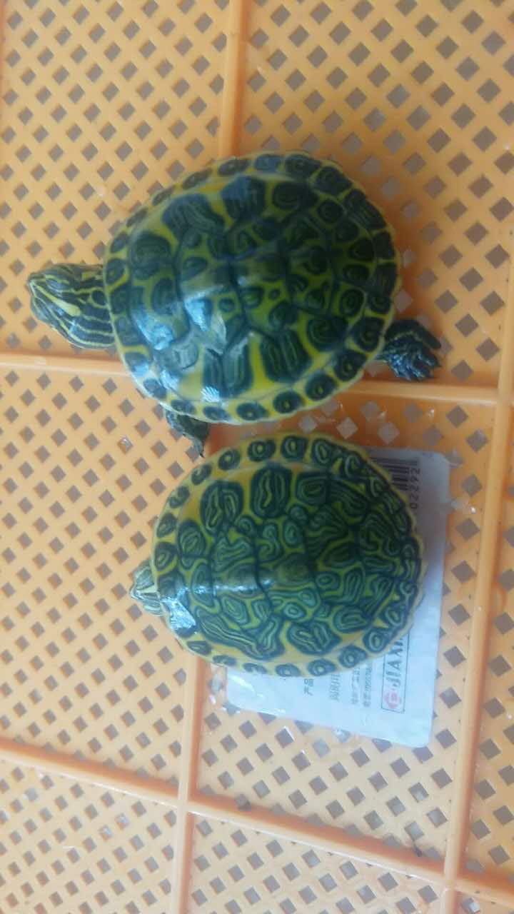 怎样的火焰龟才算精品火焰龟,火焰龟长大了真的能喷火吗