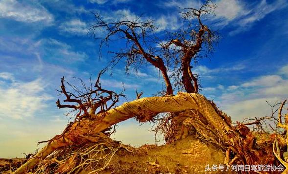 胡杨林景区额济纳旗司机,新疆自驾老司机