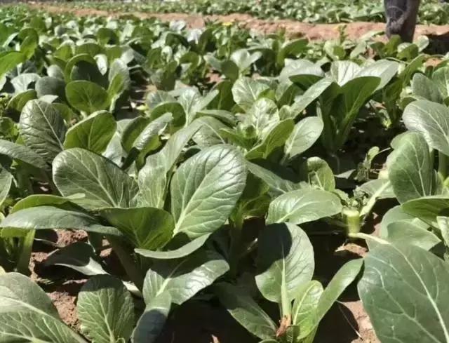 宁夏蔬菜疯狂暴涨，难道这真是台风惹的祸？广州江南0829菜价