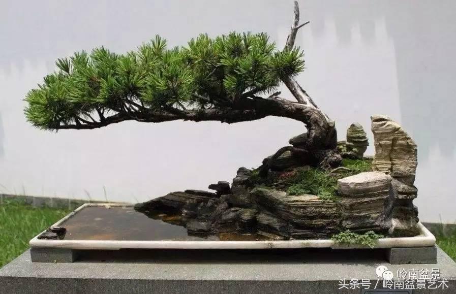 五针松和大阪松哪个好盆栽 (大阪松比五针松哪种更名贵)