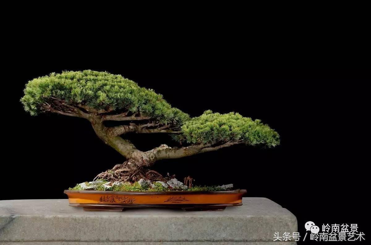 五针松和大阪松哪个好盆栽 (大阪松比五针松哪种更名贵)