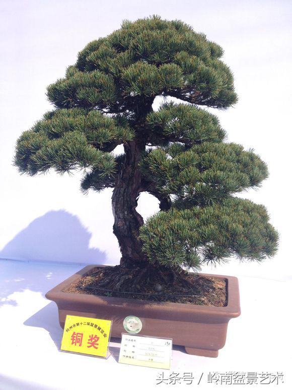五针松和大阪松哪个好盆栽 (大阪松比五针松哪种更名贵)