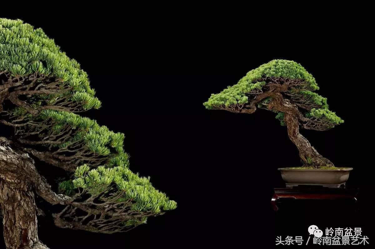 五针松和大阪松哪个好盆栽 (大阪松比五针松哪种更名贵)
