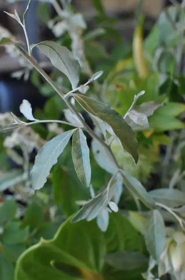 七夕节叫你送花你就去拿吧,微信公众号送花怎么弄