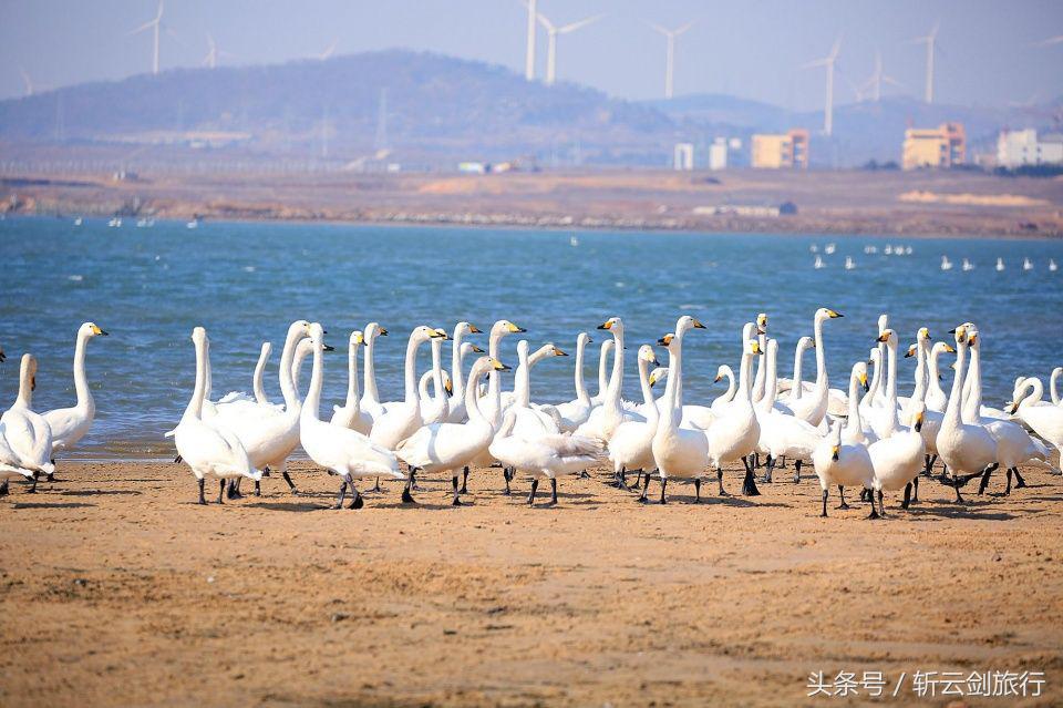 荣成烟墩角天鹅拍摄机位,世界最大天鹅